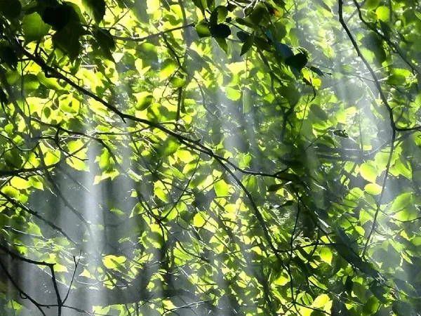 Inner Essence Podcast - Dit is de reden, dat je jezelf minder goed kent, dan je zou willen